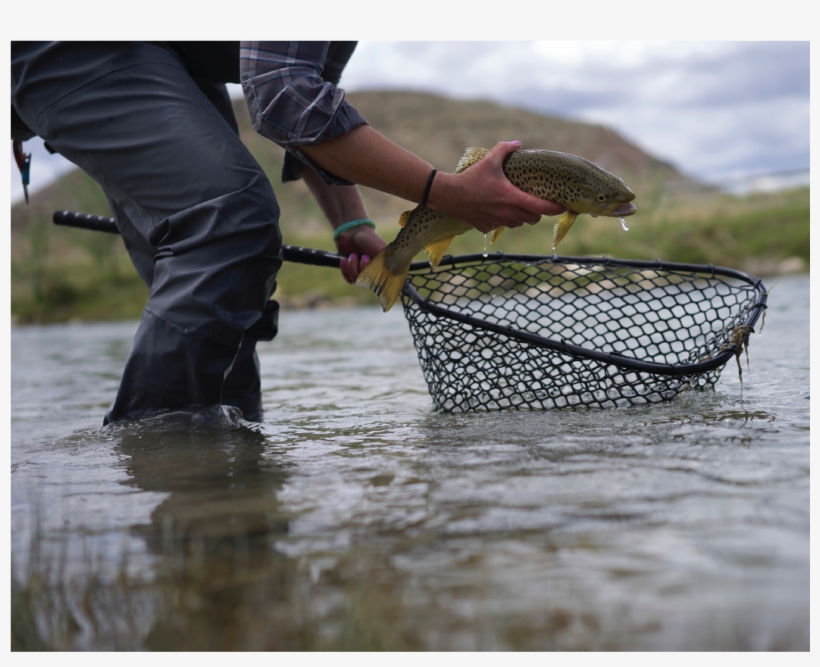 Flycraft Fishing Net - Pull Fish Out Of Water, transparent png download