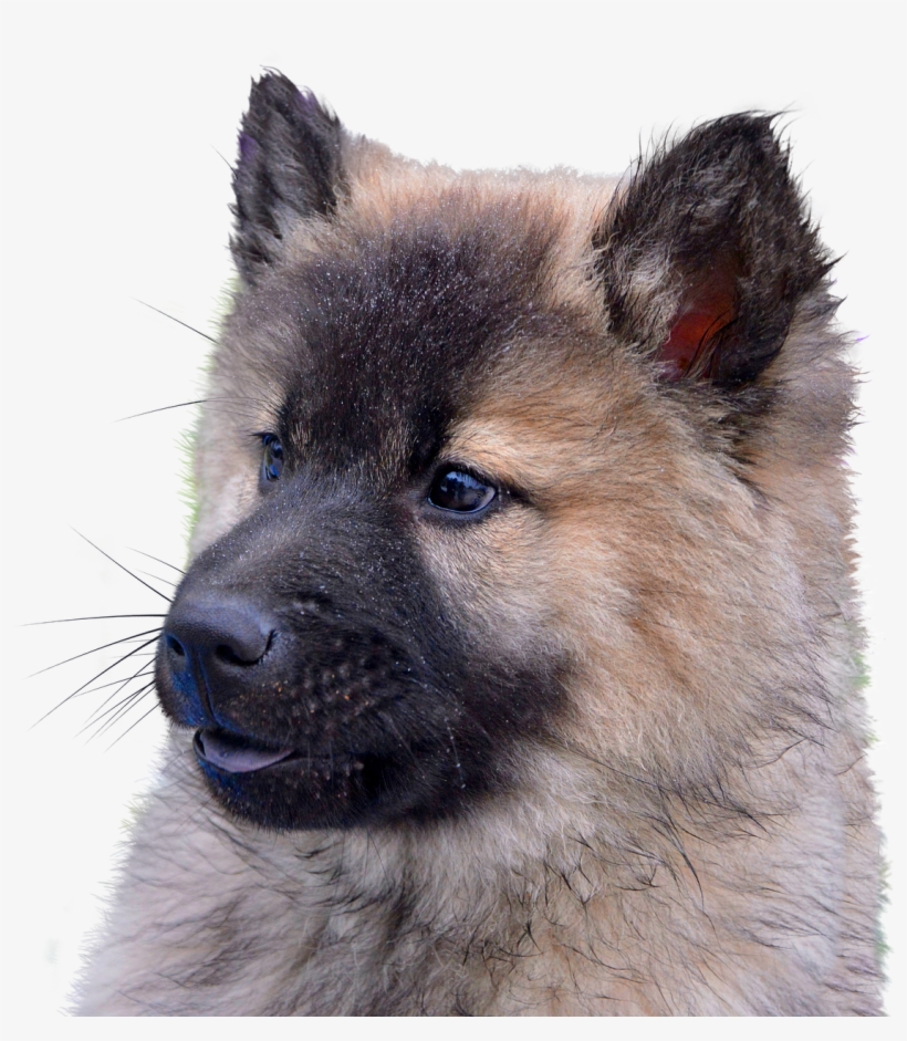 Dog Isolated Animal - Portrait, transparent png download