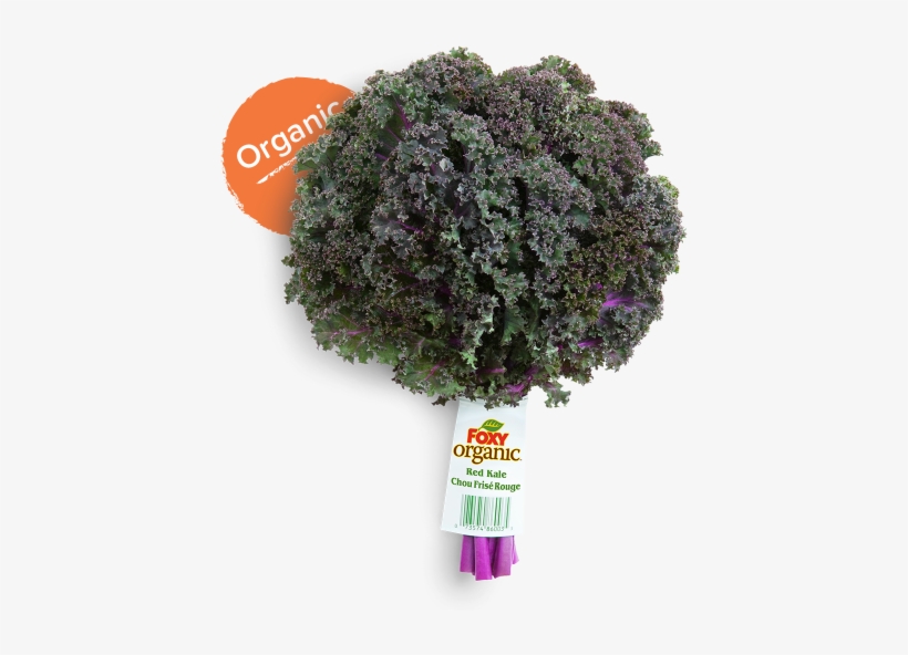 Once Home, Store Your Kale In The Refrigerator For - Organic Red Kale, transparent png download