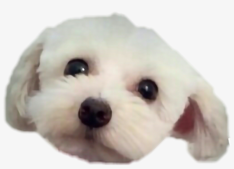 Report Abuse - Teddy Bear, transparent png download