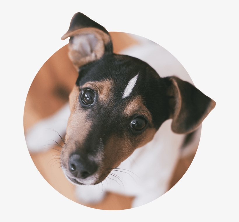 Cats - Jack Russell Wallpaper Iphone, transparent png download