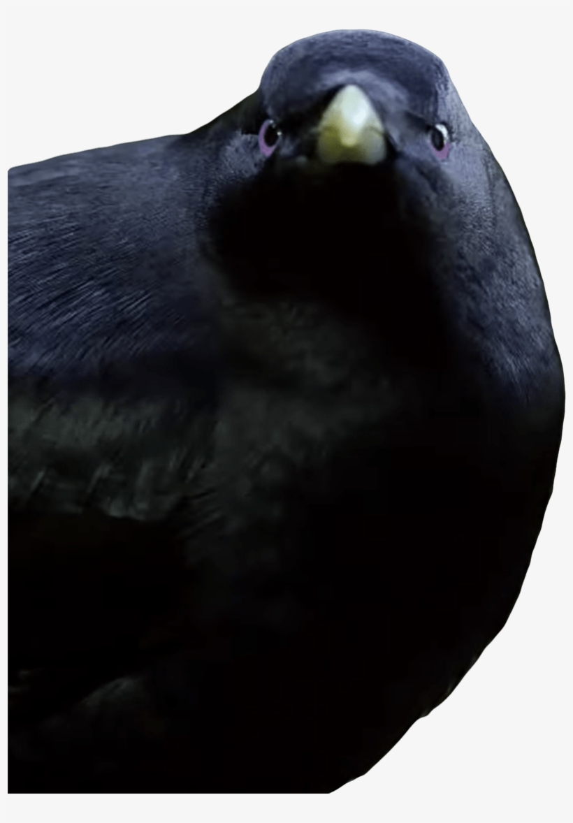 Lemme Smash Bird - Lemme Smash Blue And Yellow, transparent png download