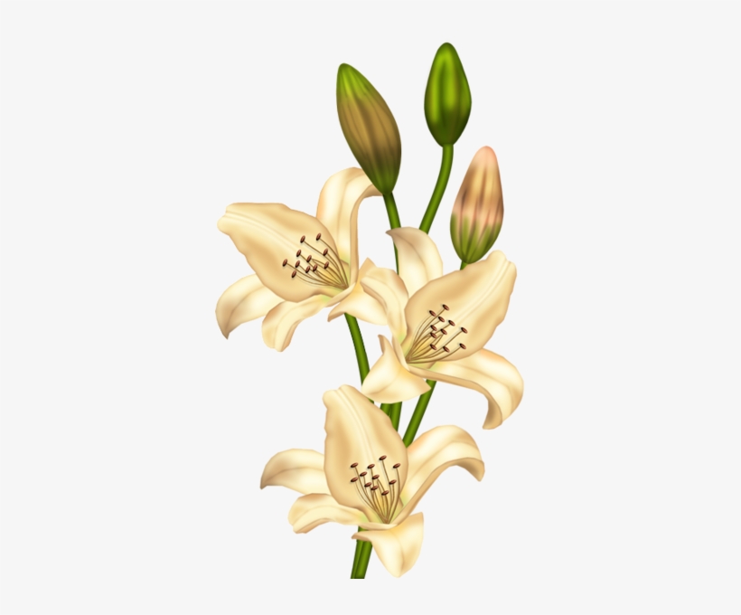 Lilium Png Vintage, transparent png download