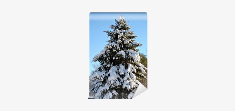 Photography, transparent png download