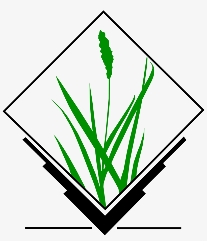 Grass Gis, transparent png download