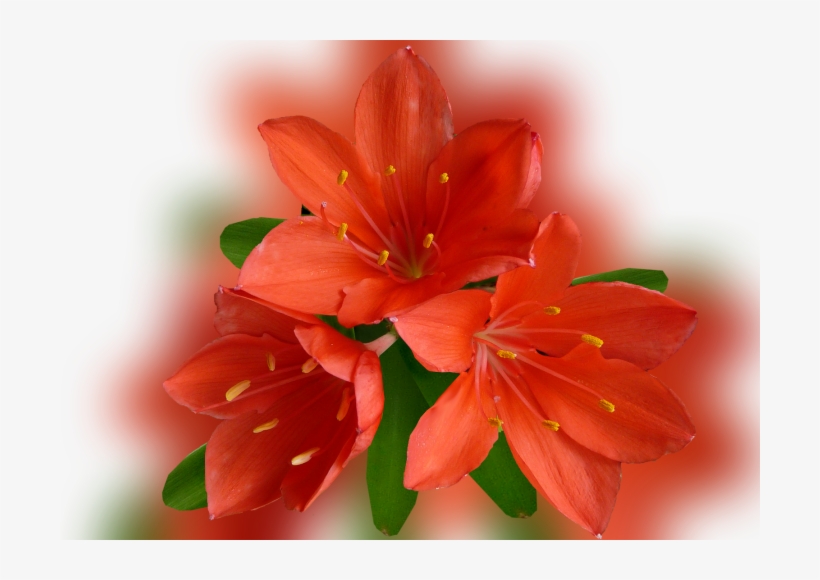 Color Palette Ideas From Flower Lily Flowering Plant - Orange Lily, transparent png download