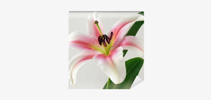Lily, transparent png download
