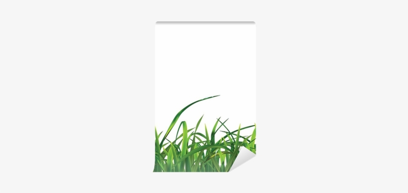 Sweet Grass, transparent png download