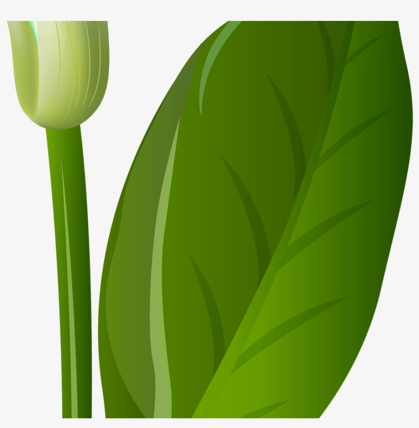 White Lily Flowers Png Transparent Gardening - Clip Art, transparent png download
