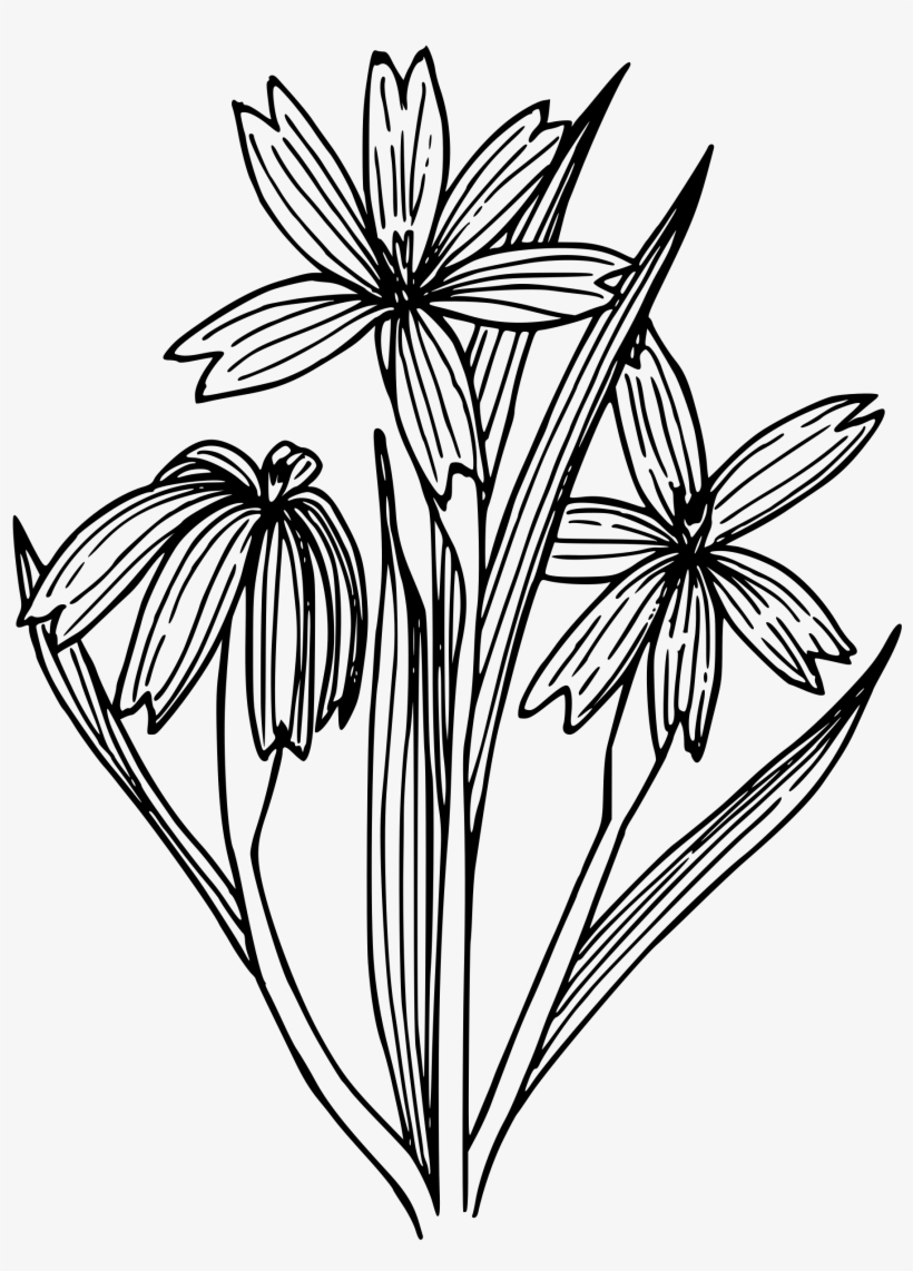 This Free Icons Png Design Of Blue-eyed Grass, transparent png download