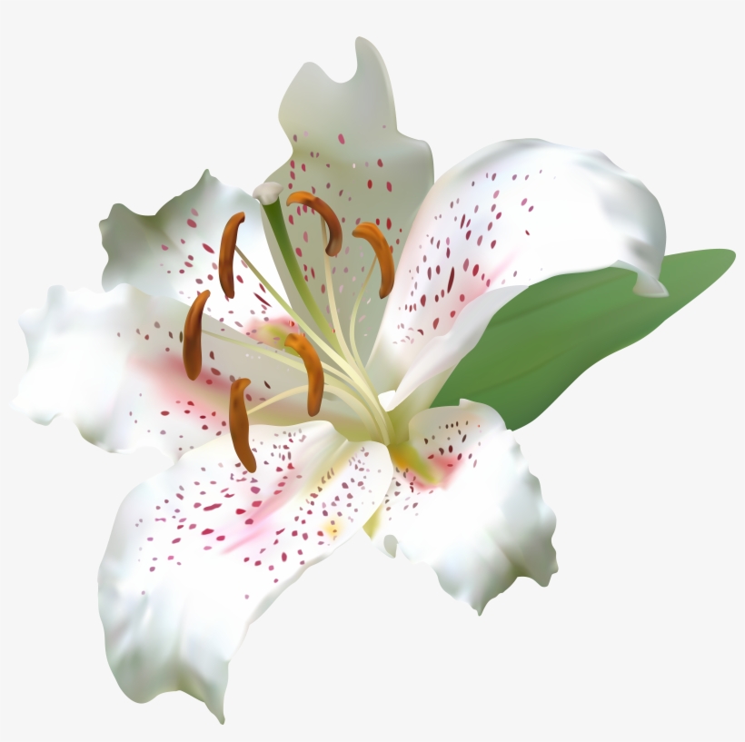 Lily Flower Png, transparent png download