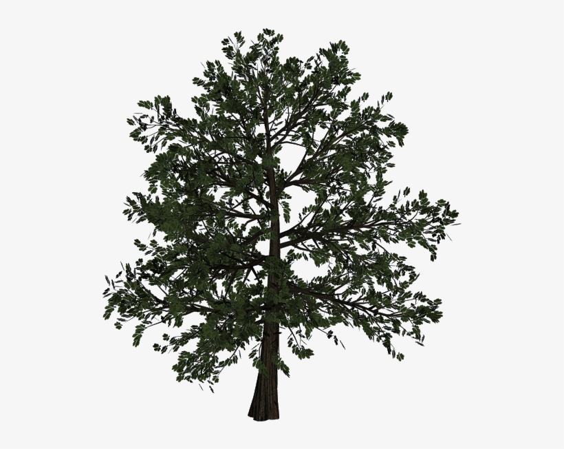 Jpg Freeuse Download Woody Plant Trunk Transprent Png - Tree, transparent png download