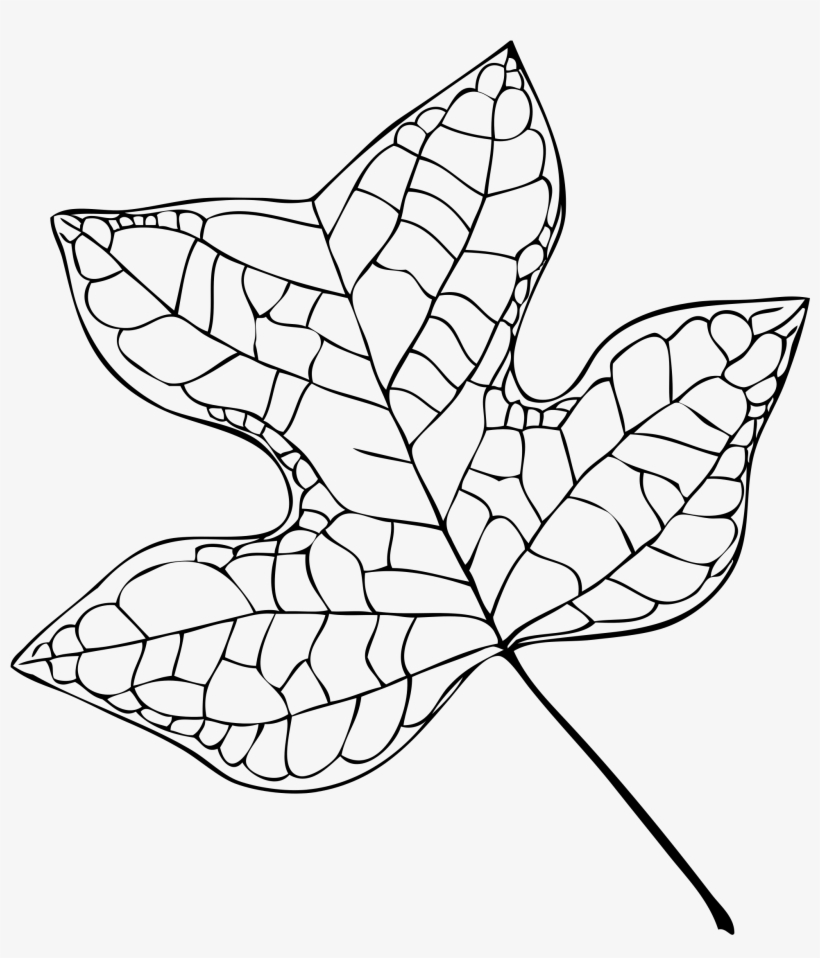 Filetulip Tree Leaf Vector - Tulip Tree Leaf Drawing, transparent png download