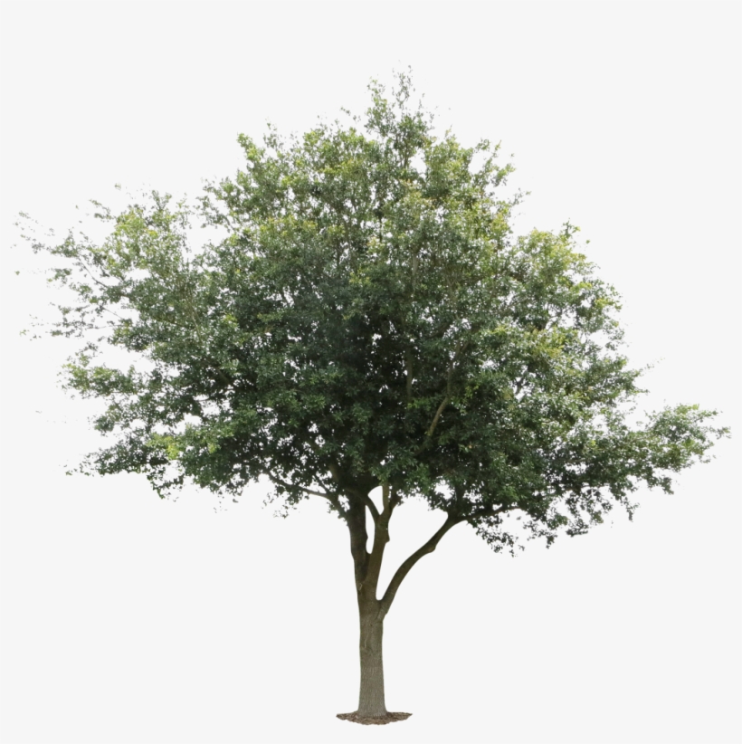 Free Cutouts, Textures, Tutortials - Oak Tree Png, transparent png download