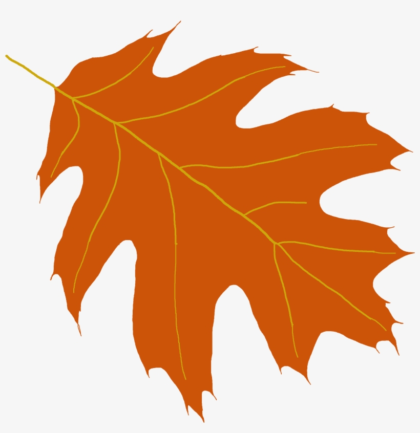 At Getdrawings Com Free For Personal Use - Oak, transparent png download