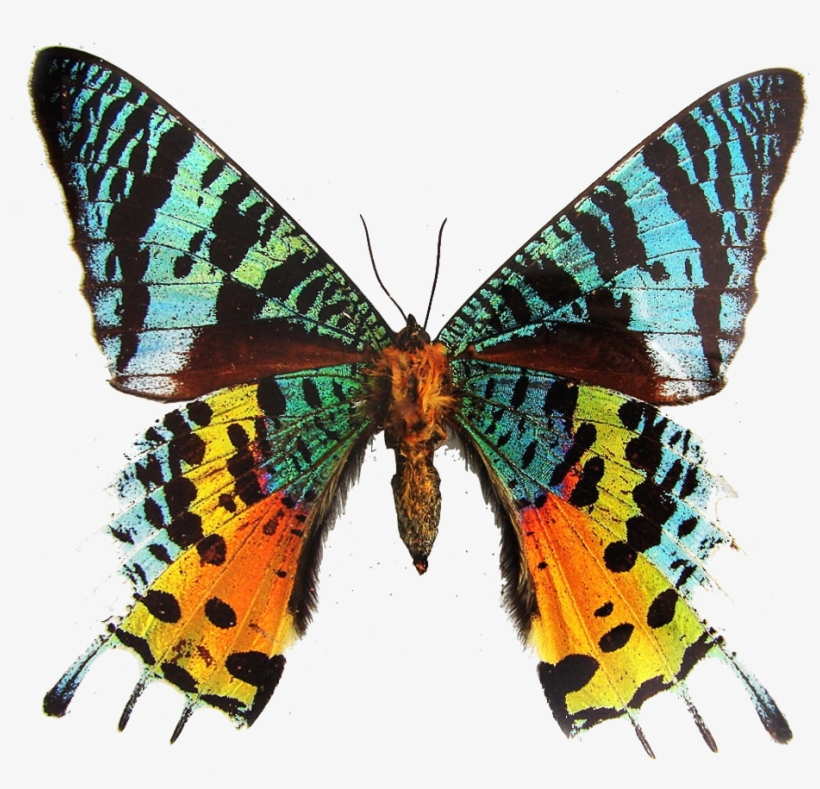 You Found The Butterfly - Through The Bible In Rhyme, transparent png download