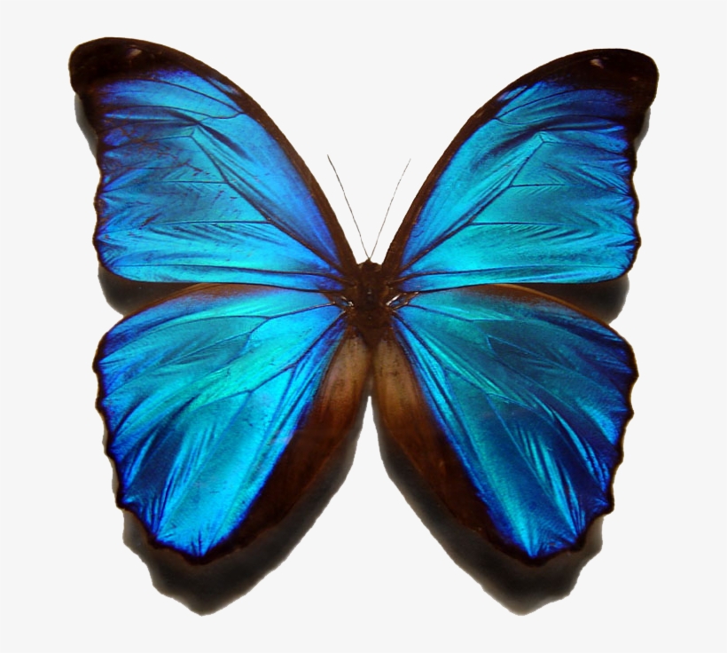 Morpho Menelaus - Beautiful Butterfly, transparent png download