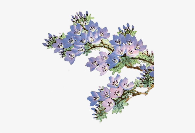 Juillet - California, transparent png download
