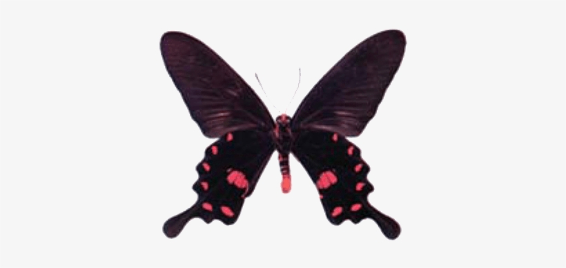 Butterfly House At Put In Bay - Pachliopta, transparent png download