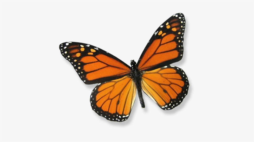 About Butterfly Releases - Framed Monarch Butterfly Riker Mount (6" X 5"), transparent png download