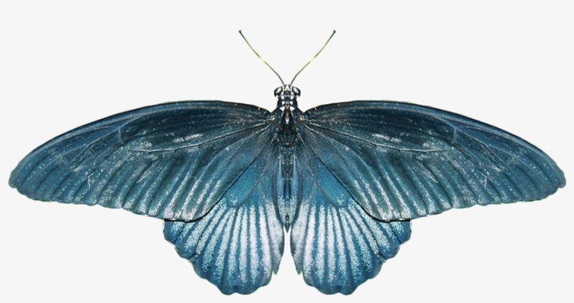 Real Butterfly Png - Butterfly, transparent png download