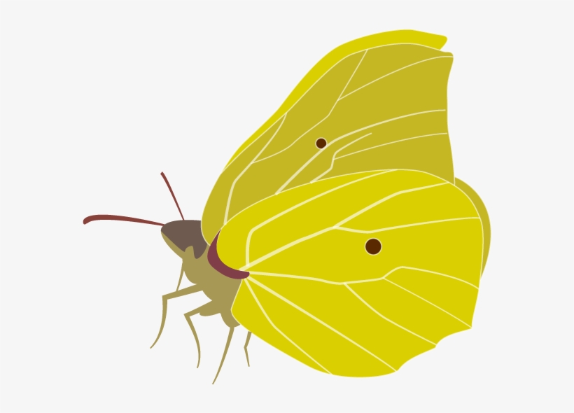 The Brimstone Butterfly - Gonepteryx Cleopatra, transparent png download