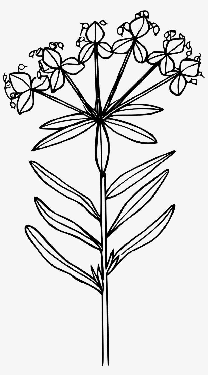 This Free Icons Png Design Of Leafy Spurge, transparent png download