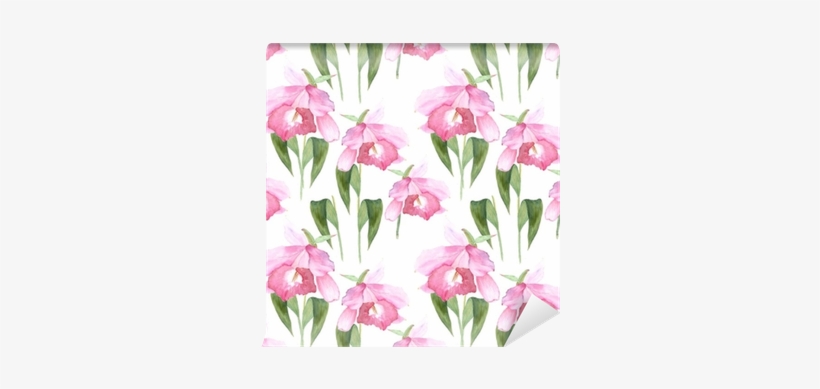 Pink Orchid, Cattleya On White Background - Cattleya Orchids