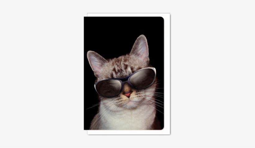 Cool Cat - Cat's Meow: Chats With Cool Cats!, transparent png download