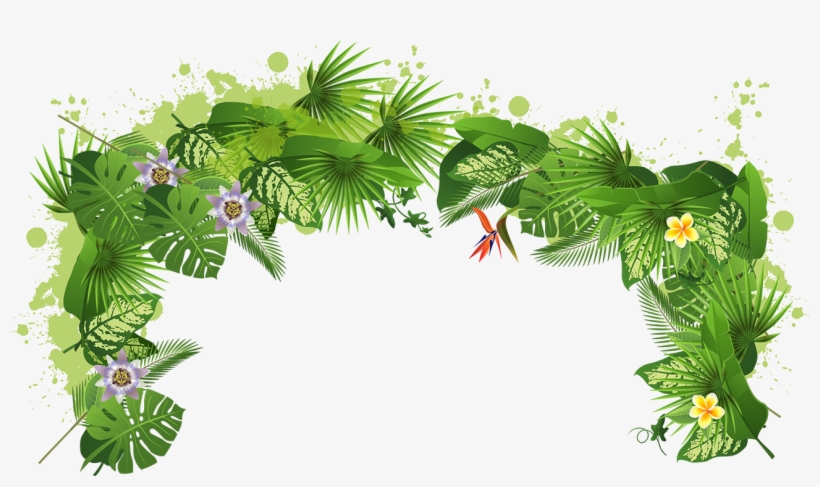 Orange Juice Tree Plant Tropical Rainforest, transparent png download