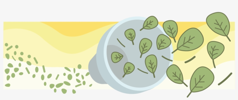 During The Refining Process, Many Of The Unwanted Particles - Tencha, transparent png download