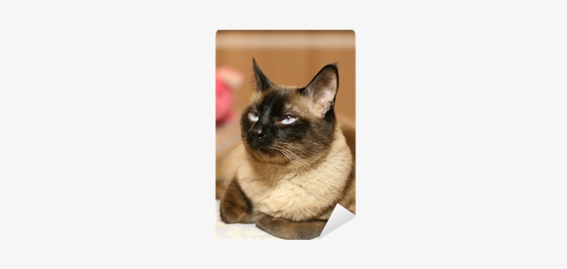 Siamese, transparent png download