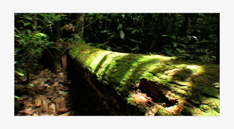 Jungle B-roll Plants, transparent png download