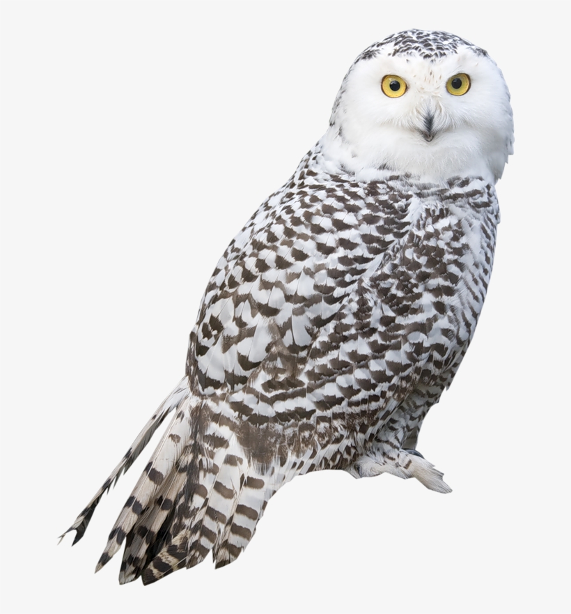 White Owl Transparent Background, transparent png download