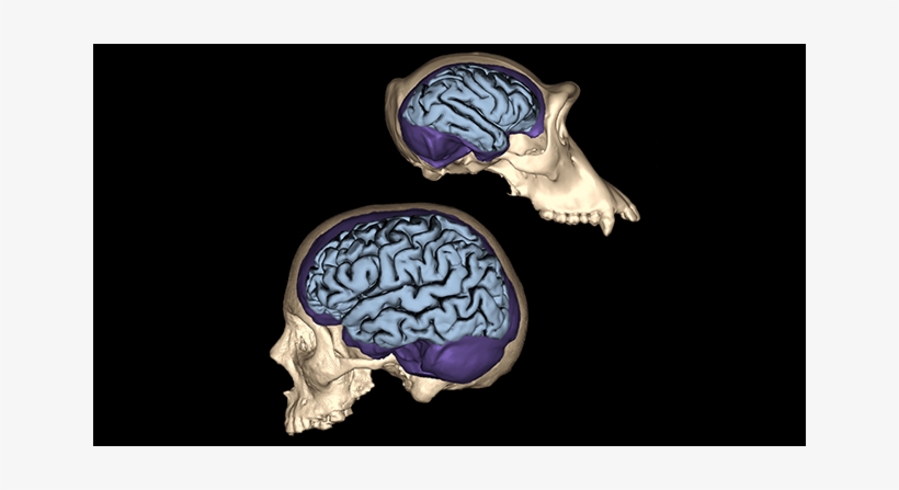 Brain Size Compared To Skull, transparent png download