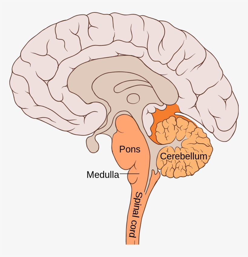 The Hindbrain Is One Of The Three Major Regions Of - Bulbar Region, transparent png download