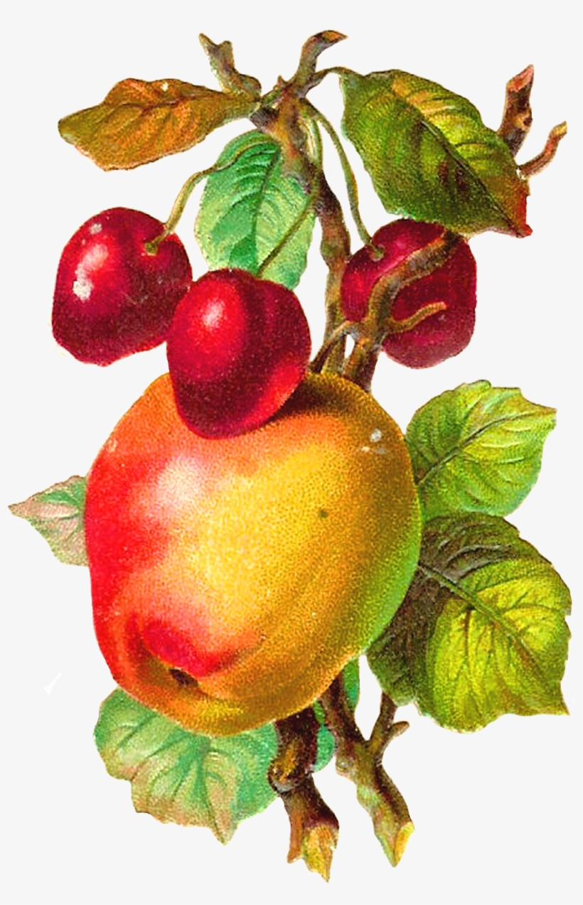 Antique Apple Clipart - Apple Fruit Vintage Png, transparent png download