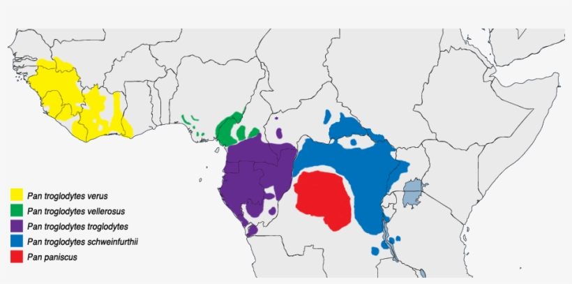 File - Pan - Chimpanzee Population, transparent png download
