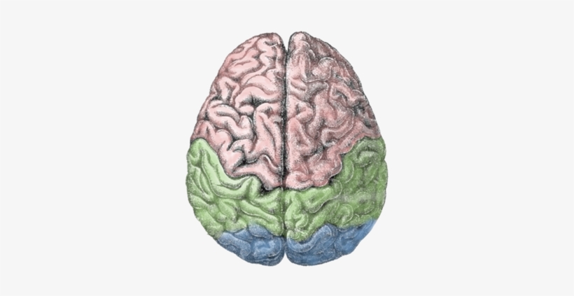 Cerebral Lobes - Birds Eye View Of The Brain, transparent png download
