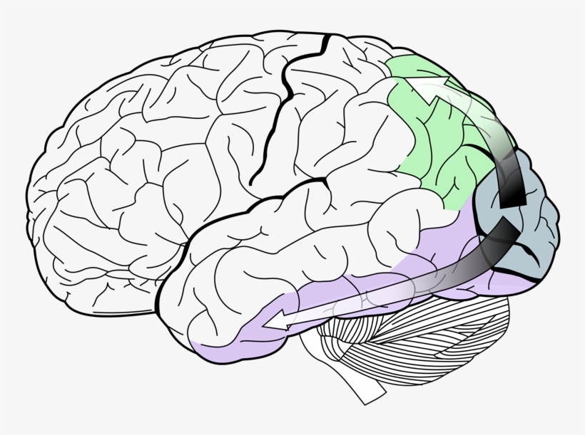 Brain's Visual Pathway - Science Of Human Nature: A Psychology, transparent png download