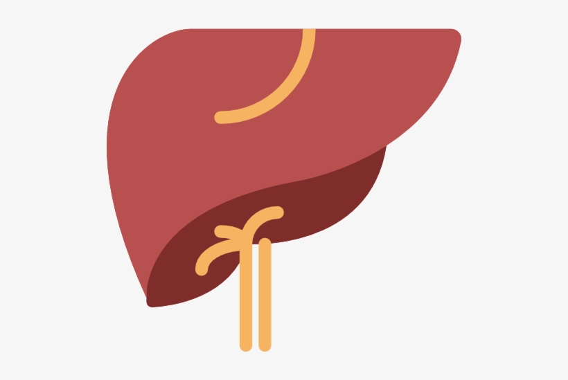 Your Liver's Main Function Is To Filter Blood Coming - Liver Icon, transparent png download