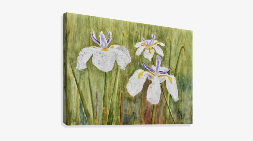 Three Irises In The Rain Canvas Print - Painting, transparent png download