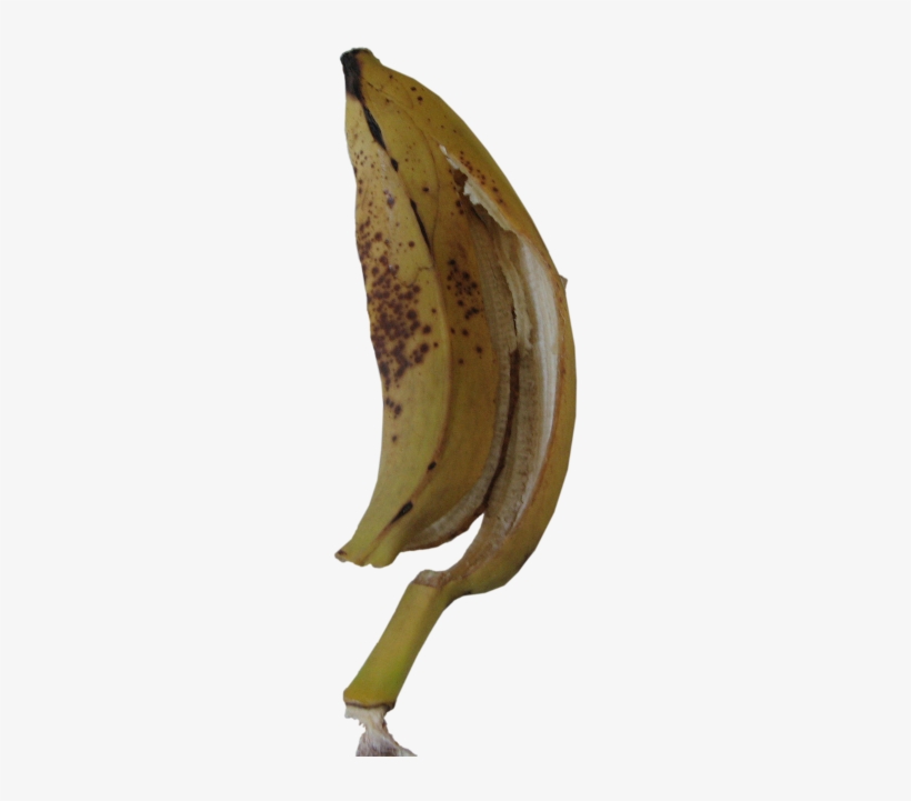 Wednesday, February 15, - Saba Banana, transparent png download