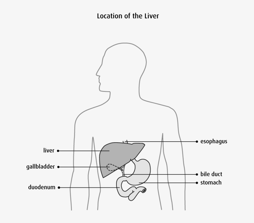 The Liver - Liver Below The Diaphragm, transparent png download