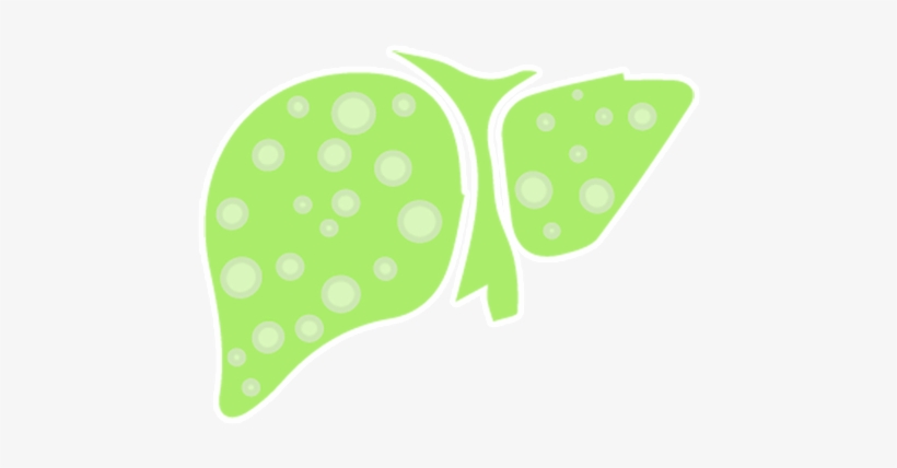 Liver, transparent png download