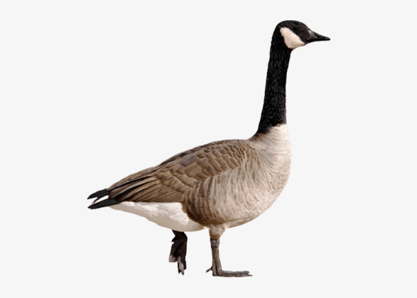 Download Goose Png - Canada Goose Png - HD Transparent PNG - NicePNG.com
