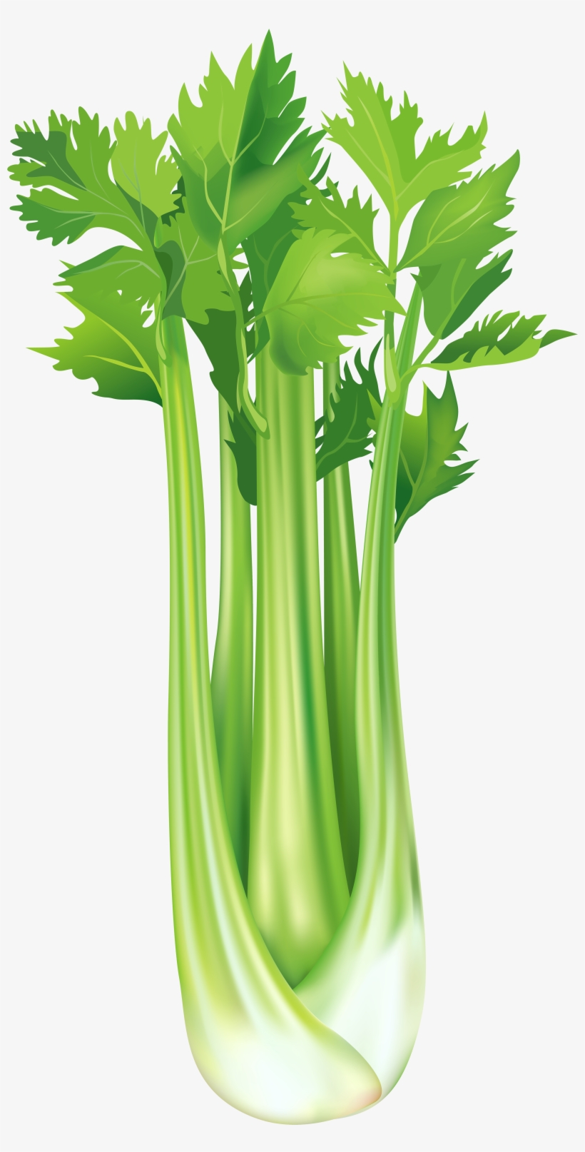 Green Onion And Celery, transparent png download