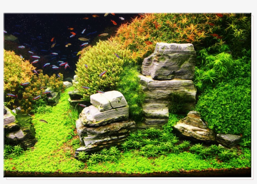 Google Image Result For Http - Aquascaping, transparent png download