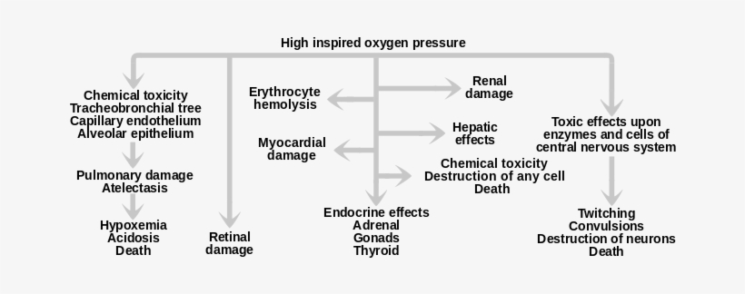 Now Look At File - Classification Of Oxygen Toxicity, transparent png download
