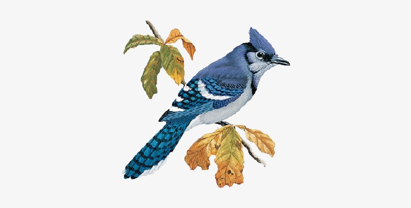 Blue Jay Illustration, transparent png download